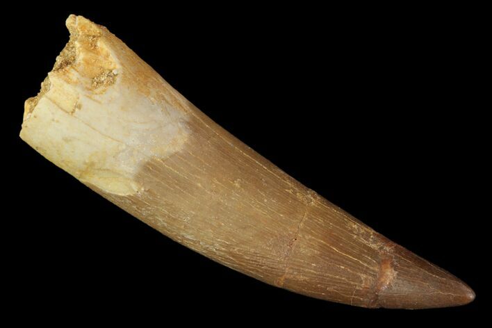 Fossil Plesiosaur (Zarafasaura) Tooth - Morocco #81566